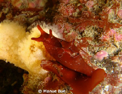 Sea hare Aplysia punctata. Photo taken at 25m on the Mana... by Manue Bue 